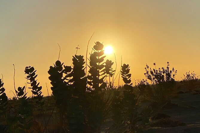 2-Day Overnight Desert Experience - Thumrait and the Bedouin Coffee Ritual: Qahwah With Dates
