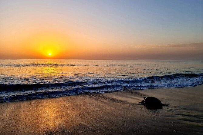 2-day Private Tour to Ras Al Hadd - Ras al Hadd check-in and the turtle sanctuary connection