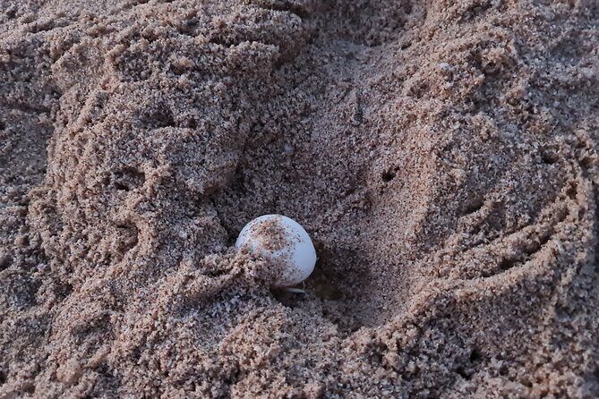 2-day Private Tour to Ras Al Hadd - Fins white sands and Wadi Shab: the hike that turns the day green