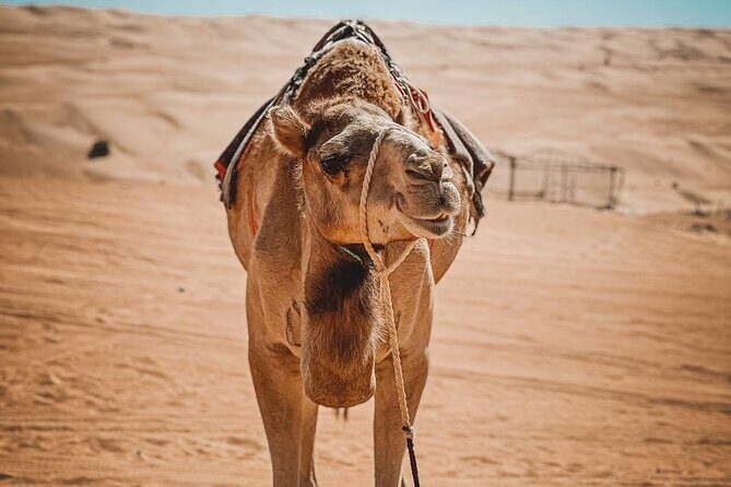 2-Day Private Wahiba Sands Desert Camping Tour from Muscat - Wadi Bani Khalid: swim, sunbathe, picnic, then back to Muscat