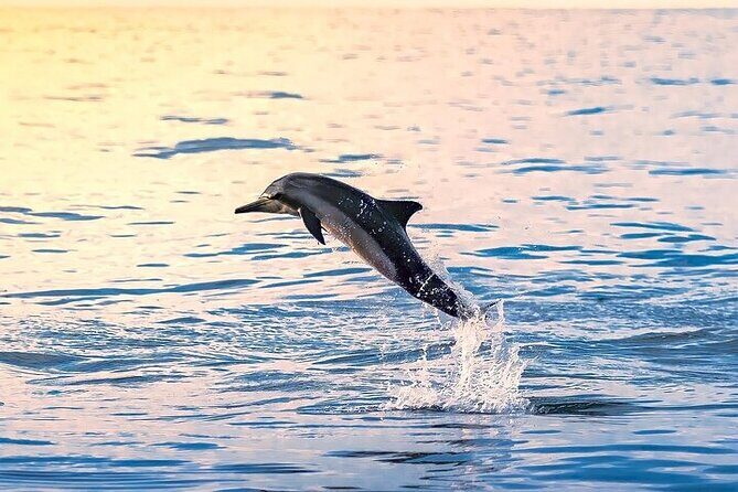 2 Hour Dolphin Watching Experience in Muscat - Key Highlights From This 2-Hour Dolphin Watch