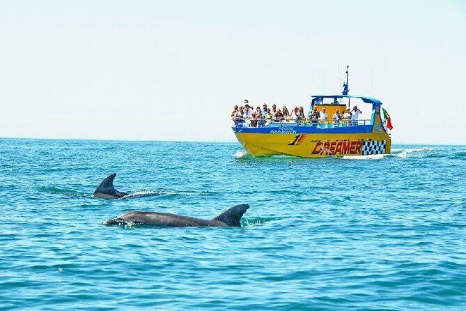 2 Hour Dolphin Watching Experience in Muscat - How This 2 Hours in Muscat Actually Feels