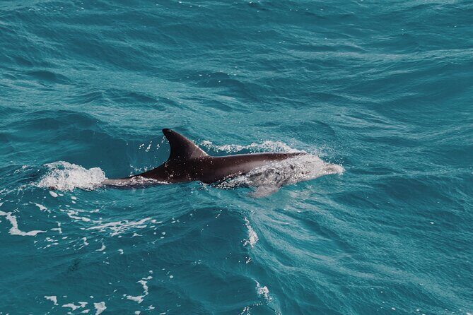 2 Hour Dolphin Watching Experience in Muscat - What Dolphins You Might See Off Muscat