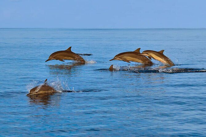 2 Hour Dolphin Watching Experience in Muscat - Views, Photos, and the “Best Coast Line” Advantage