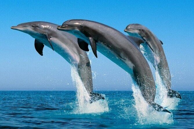 2 Hour Dolphin Watching Experience in Muscat - Respectful Watching: Why “Don’t Scare Them” Changes Everything