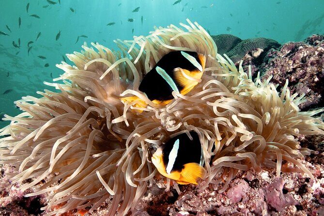 2 Hours Private Scuba Diving Activity in Qantab Beach - Meeting your PADI instructor: what happens in the first minutes