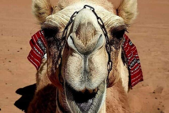 4 Days 3 Nights Package Oman Private Tour - Your Four Days in Oman: How the Route Feels on the Ground
