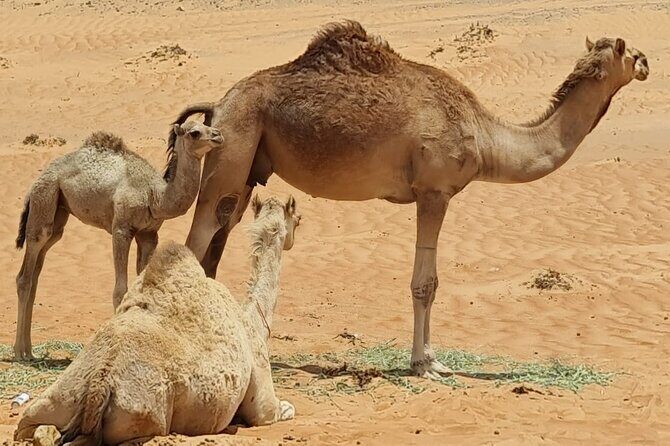 5-Days Private Oman Tour – Mountains, Deserts & Coastline - What to pack and how to handle the walking (so the trip stays fun)