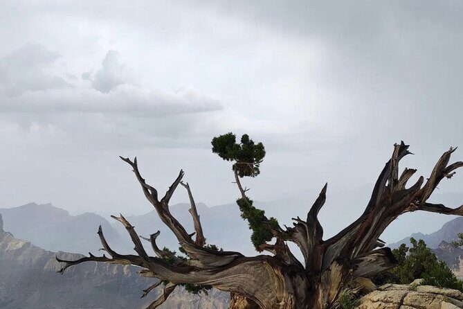 AL HAMRA & JEBEL SHAMS - Muscat, Oman - Misfat Al Abriyeen: Terrace Walks, Banana Groves, and Mountain Honey