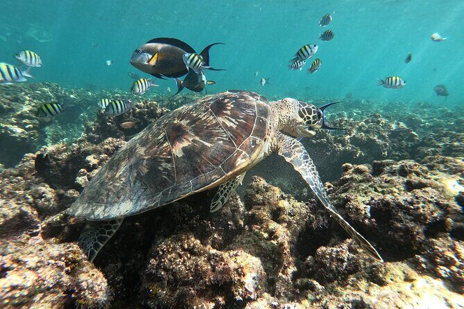Cruises to Daymaniyat & Snorkeling - Price and Value: Is It Worth $108 for 5 Hours?