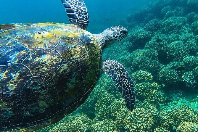Daymaniyat island Natural Reserve and Dolphin Watching - Arriving at the Islands: Underwater Time That’s Built Around Wildlife