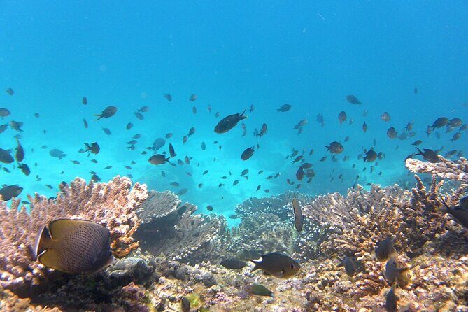 Daymaniyat island Natural Reserve and Dolphin Watching - Lunch on the Beach: Picnic Comfort, With Seasonal Limits
