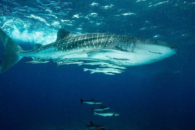 Daymaniyat island Natural Reserve and Dolphin Watching - The Short Island Loop: A 15-Minute Ride That Helps You See More