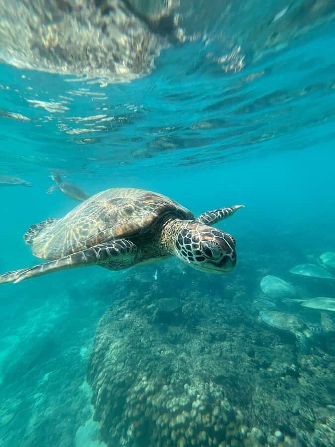 Daymaniyat Island: Snorkelling Tour with Tasty Lunch - Seeb Marina logistics: security gate, timing, and the Shaheen boat