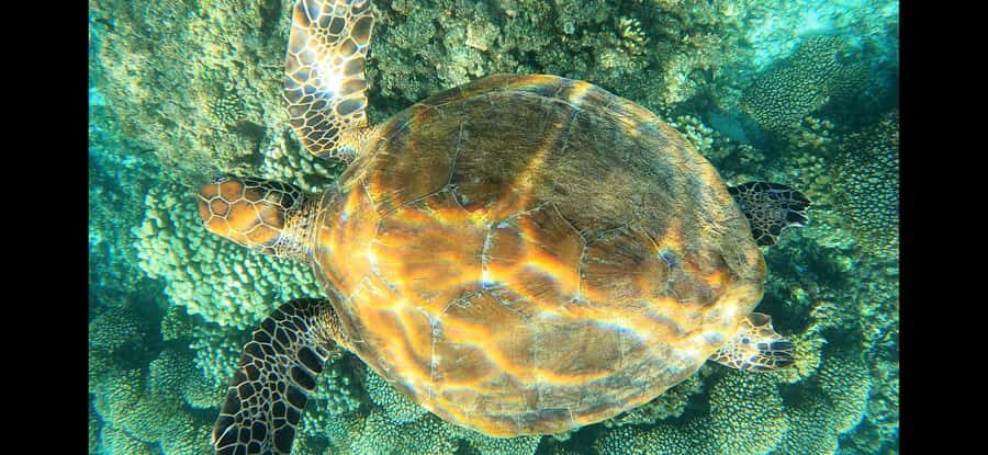 Daymaniyat Island: Snorkelling Tour with Tasty Lunch - Snacks and lunch on board: the small things that keep the day easy