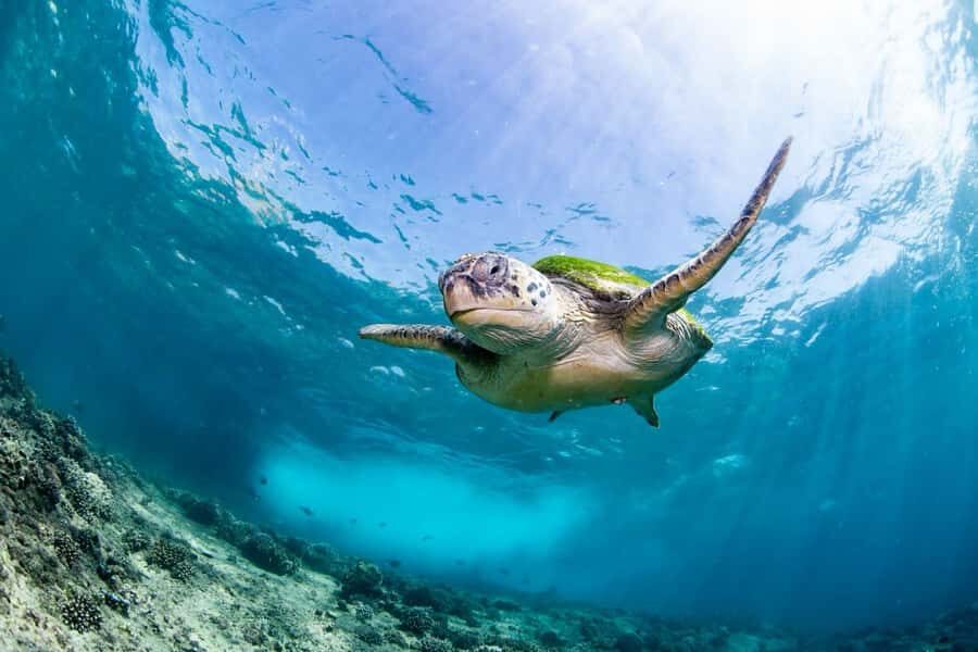 Daymaniyat Island: Snorkelling Tour with Tasty Lunch - Two snorkeling stops: how your morning flows