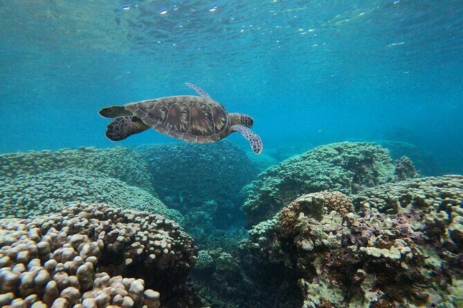 Daymaniyat Islands Snorkeling Sharing Trip - Your water time breakdown: snorkel stops, pacing, and staying comfortable