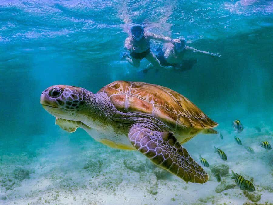 Daymaniyat Islands Snorkeling with Picnic Lunch - Snorkeling stops at Jabal Kabeer, Coral Garden, and Turtle Bay