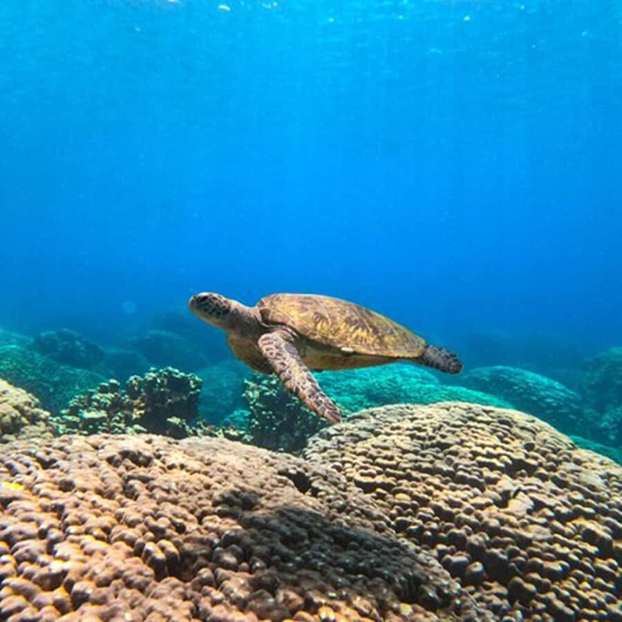 Daymaniyat Islands Snorkeling with Picnic Lunch - From Al Mouj Marina to the islands: how the 5-hour rhythm feels