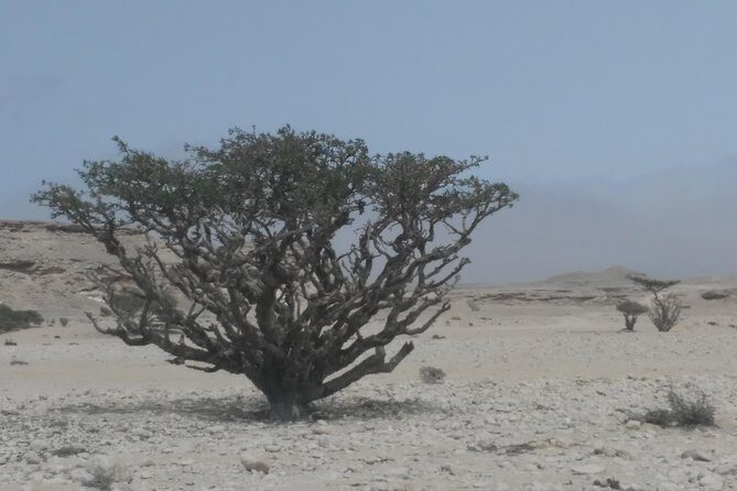 Desert Safari in the Rub al Khali - The Rub al Khali drive: where expert sand driving matters