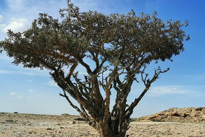 Desert Safari, Sunset & Sand Bashing (Rub Al Khali Desert) - The 4x4 Route: Qara Mountains, Salalah Plains, and Wadi Dawka