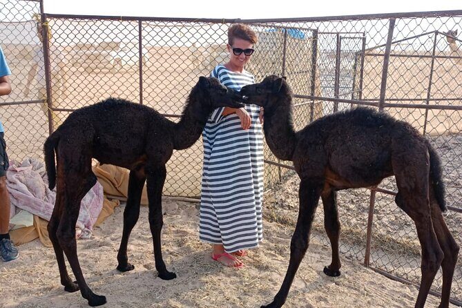Desert Sunset Tour VisitSalalah - Stop 1: Wadi Dawkha and the frankincense tree story