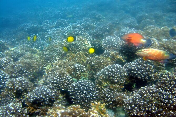 Dolphin Watching and Snorkeling Activity in Muscat - Muscat from the sea: why this combo tour makes sense