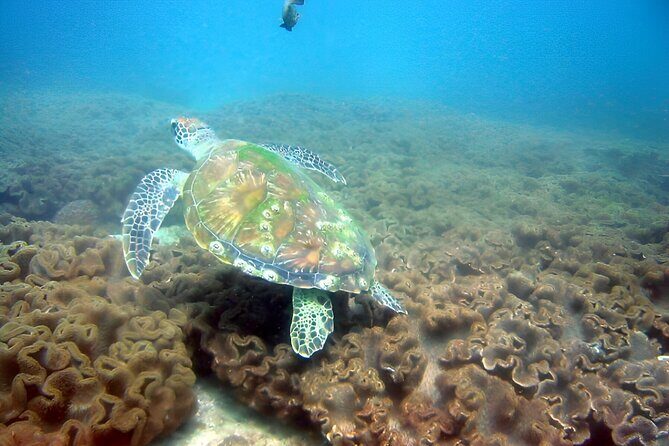 Dolphin Watching and Snorkeling Activity in Muscat - The boat part: dolphin watching with captains calling the shots