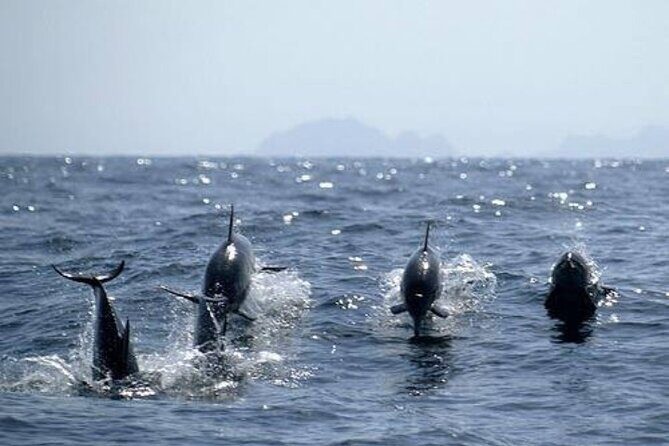 Dolphin Watching and Snorkeling Activity in Muscat - Snorkeling in Muscat: coral beds, fish, and the sea’s extra details