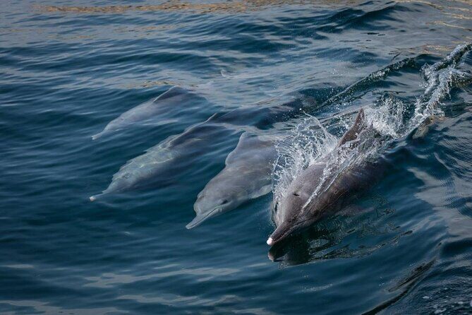 Dolphin Watching and Snorkeling Cruise Experience in Muscat - On-Board Setup: Life Jackets, Toilet, and Getting Comfortable