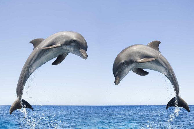 Dolphin Watching and Snorkeling Tour from Muscat - Boat Ride + Pickup: How the Day Flows (And Why Timing Matters)