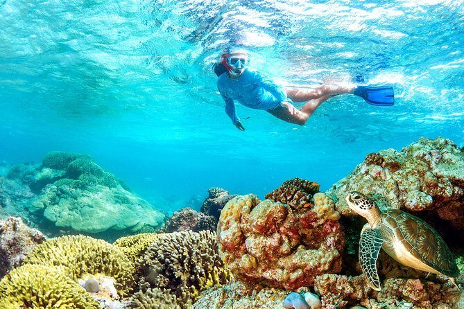 Dolphin Watching and Snorkeling Tour from Muscat - The One-Hour Snorkeling Session: Masks, Gear, and Sea Turtle Odds