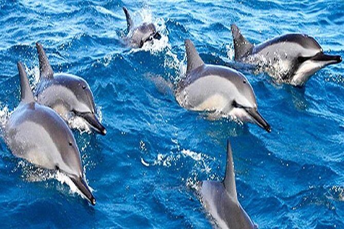 Dolphin Watching and Snorkeling Tour from Muscat - Dolphin Watching With Captain Spotting (What You Can Really Expect)