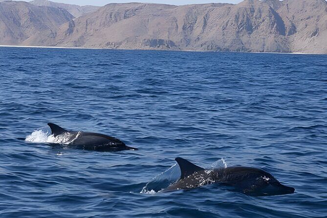 Dolphin Watching in Muscat - Boat Comfort Is Part of the Value (Not Just a Nice Detail)