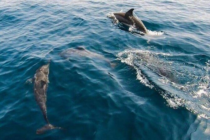 Dolphin Watching in Muscat - Who This Tour Suits Best (And Who Should Reconsider)