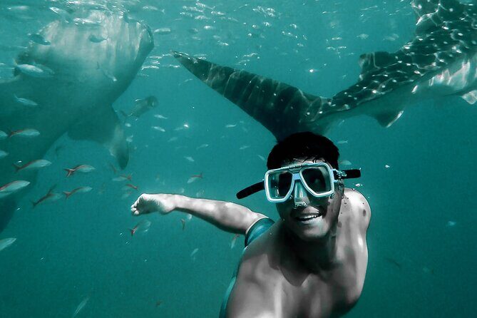 Dolphin Watching & Snorkeling - Dolphin Watching: The Main Event on the Boat