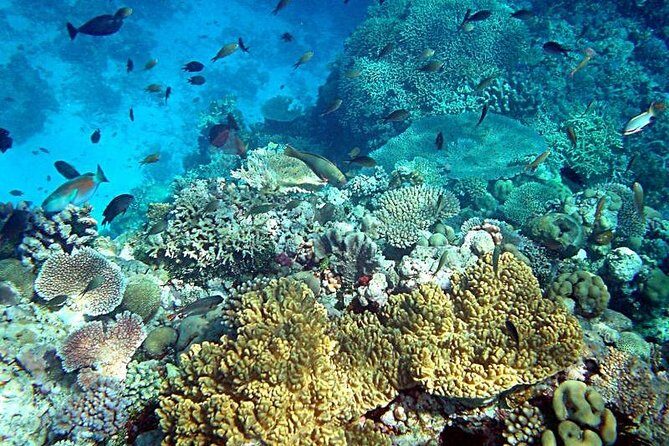 Dolphin Watching & Snorkeling - Value for Money: Why $86.16 Can Be a Good Deal