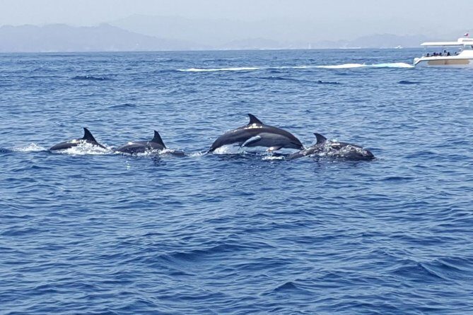 Dolphin Watching & Snorkeling - Group Size, Comfort, and Boat Practicalities