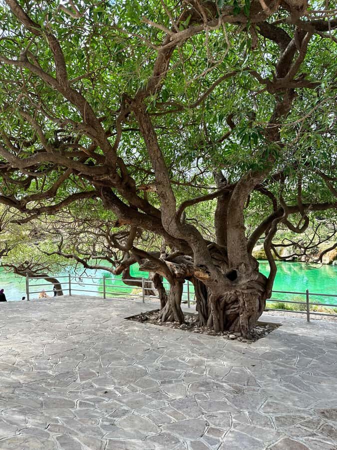 Elite Private Full Day Tour - Salalah Main Attractions - Wadi Derbat Waterfalls: A Big Nature Stop That Breaks the Drive