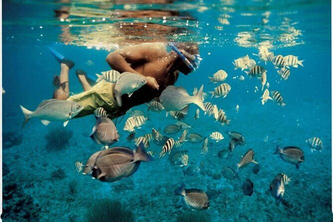 Experience Dolphin watching and snorkeling in Muscat - The 3-hour format: why this tour stays focused