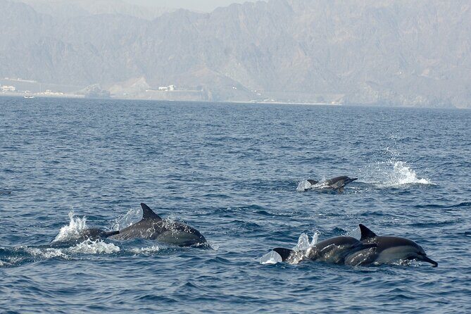 Experience Dolphin watching and snorkeling in Muscat - Weather matters more than you think