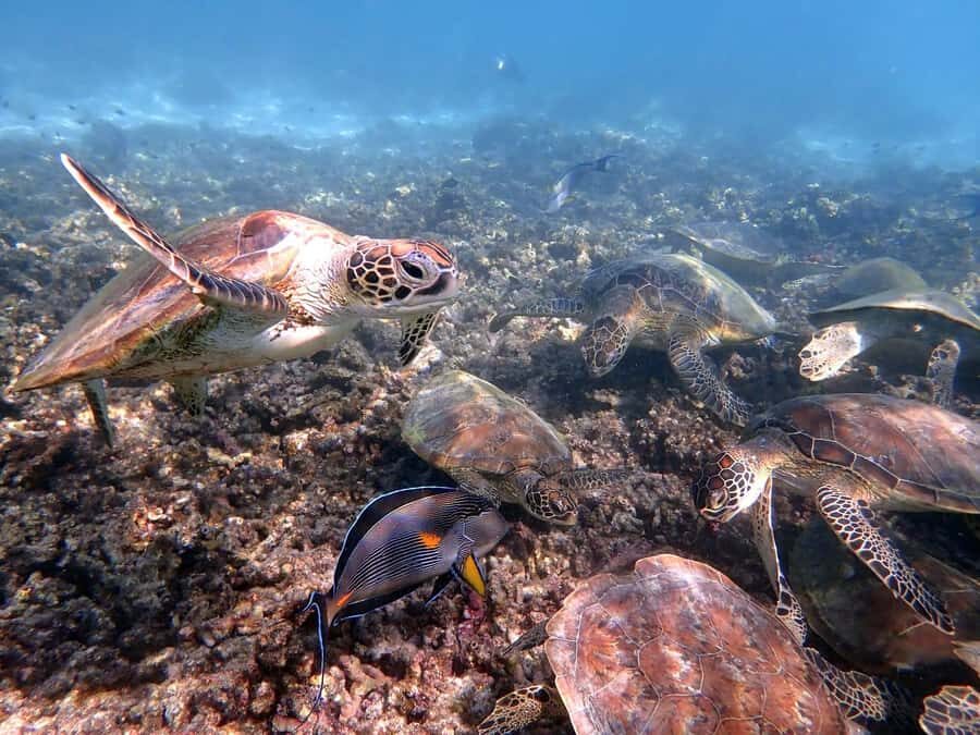 From Al-Seeb: Dimaniyat Islands Boat Trip with Snorkeling - Entering Ad Dimaniyat: Turtle City and Black Tip
