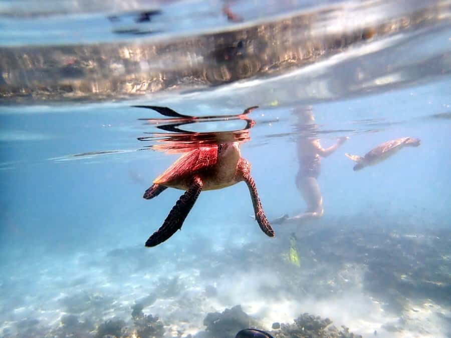 From Al-Seeb: Dimaniyat Islands Boat Trip with Snorkeling - Meeting at Al Seeb: early start, quick briefing, ready-to-go energy