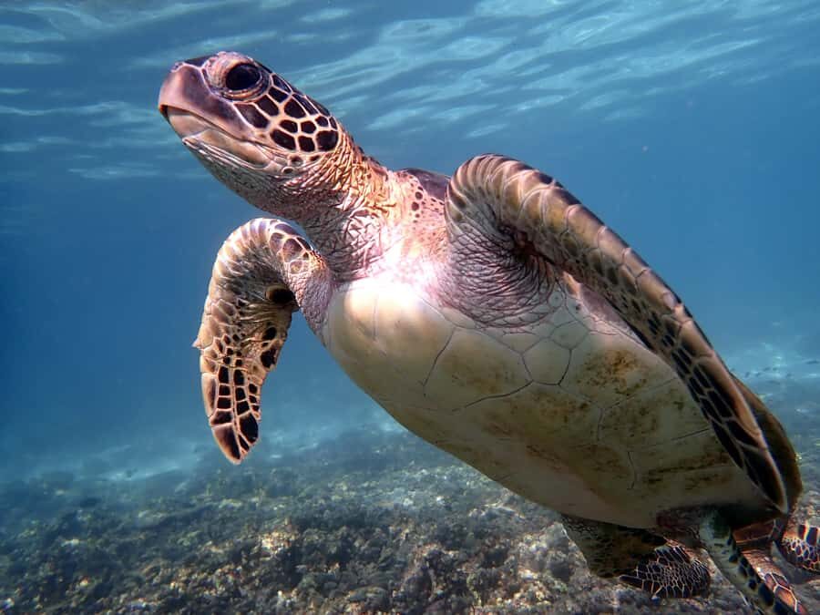 From Al-Seeb: Dimaniyat Islands Boat Trip with Snorkeling - Snorkeling prep: gear, fitting, and that first confident breath