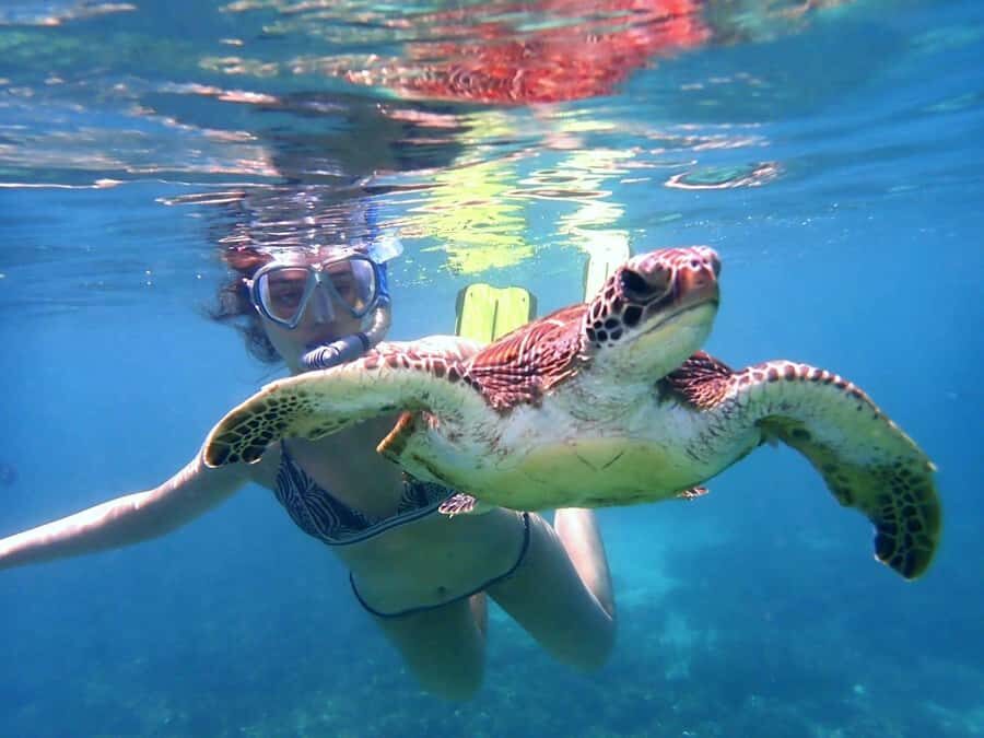 From Al-Seeb: Dimaniyat Islands Boat Trip with Snorkeling - Black Tip: rays, leopard sharks, and the whale-shark wildcard