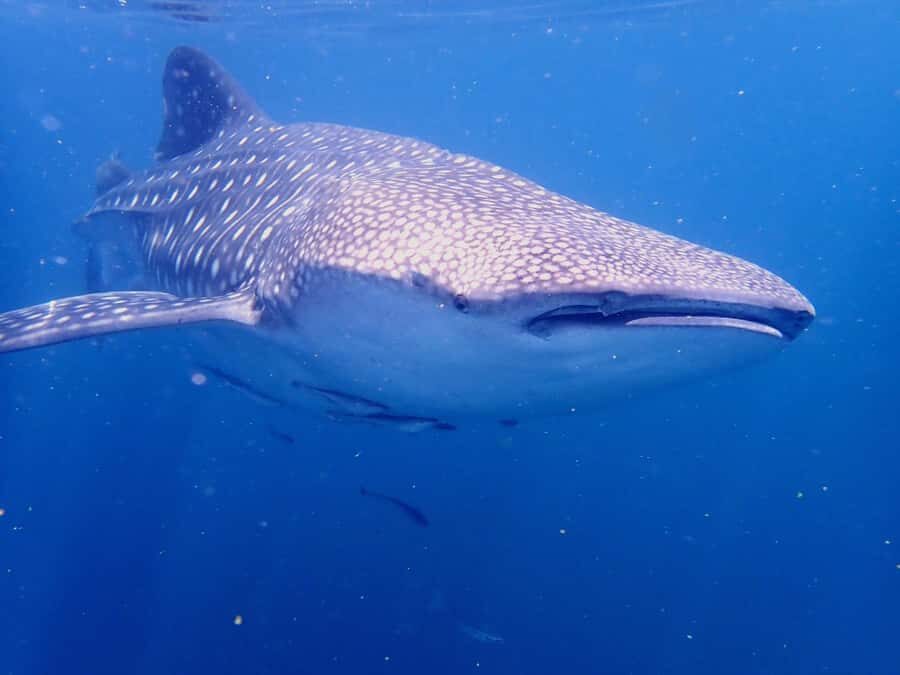 From Al-Seeb: Dimaniyat Islands Boat Trip with Snorkeling - Languages, guides, and first-time comfort
