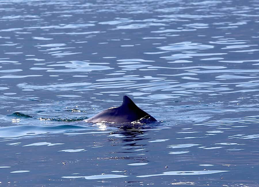 From Khasab: Fjords of Musandam Dhow Cruise & Buffet Lunch - Key highlights I’d plan around