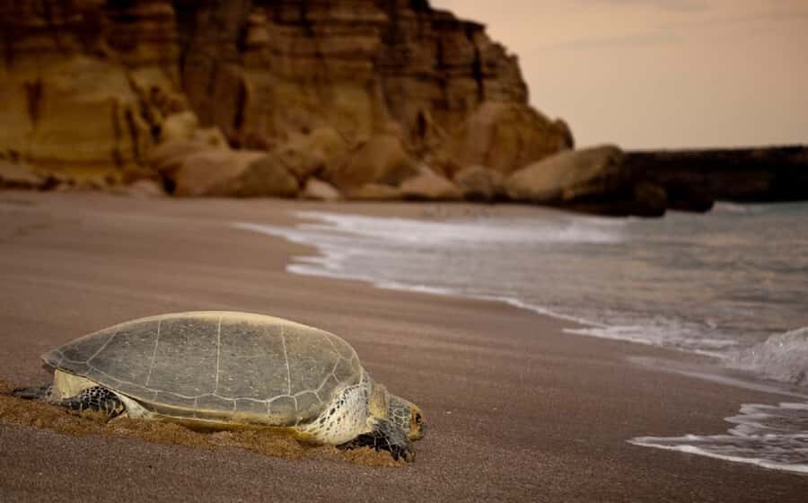 From Muscat: 4-Day Oman Highlights Tour - Why this 4-day Oman highlights route makes sense from Muscat