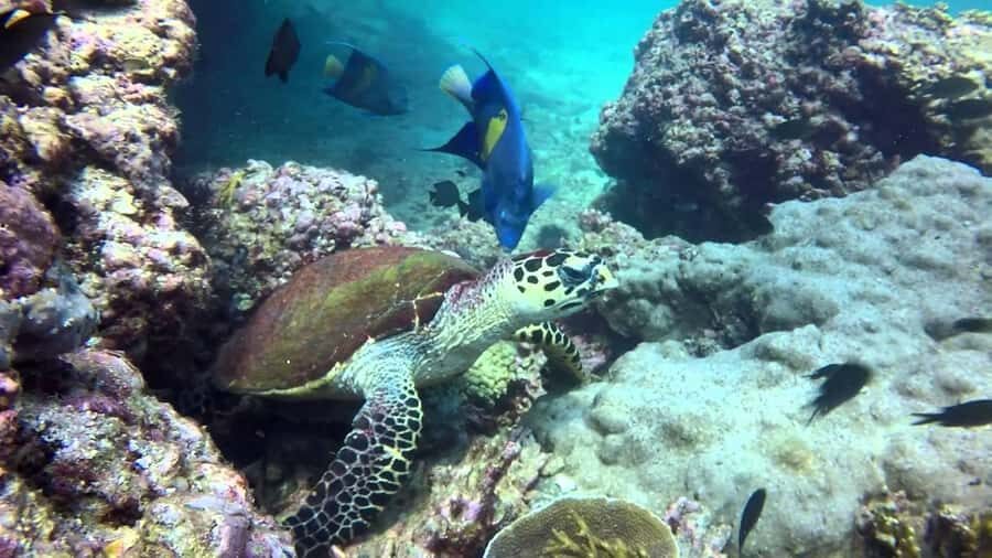 From Muscat: Dimaniyat Islands Snorkeling Tour - FAQ