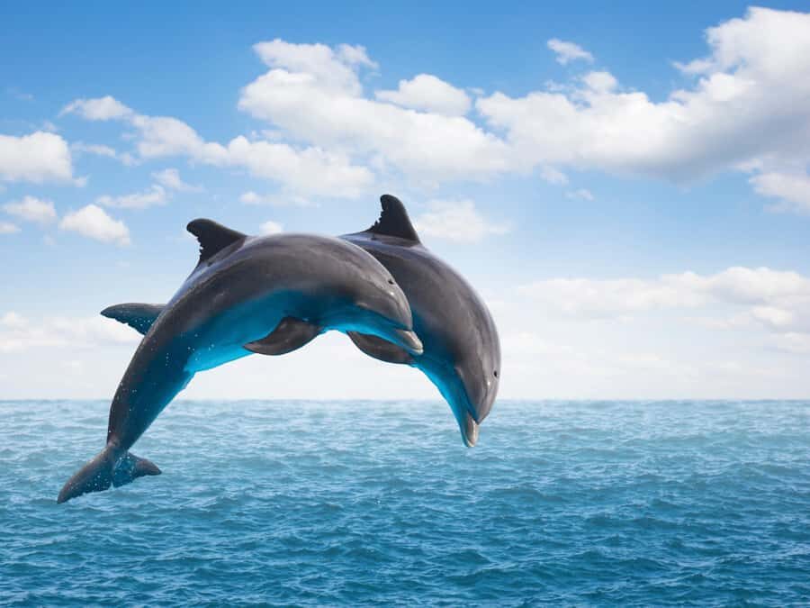 From Muscat: Discover Dolphins Day Trip - Key Highlights You’ll Care About